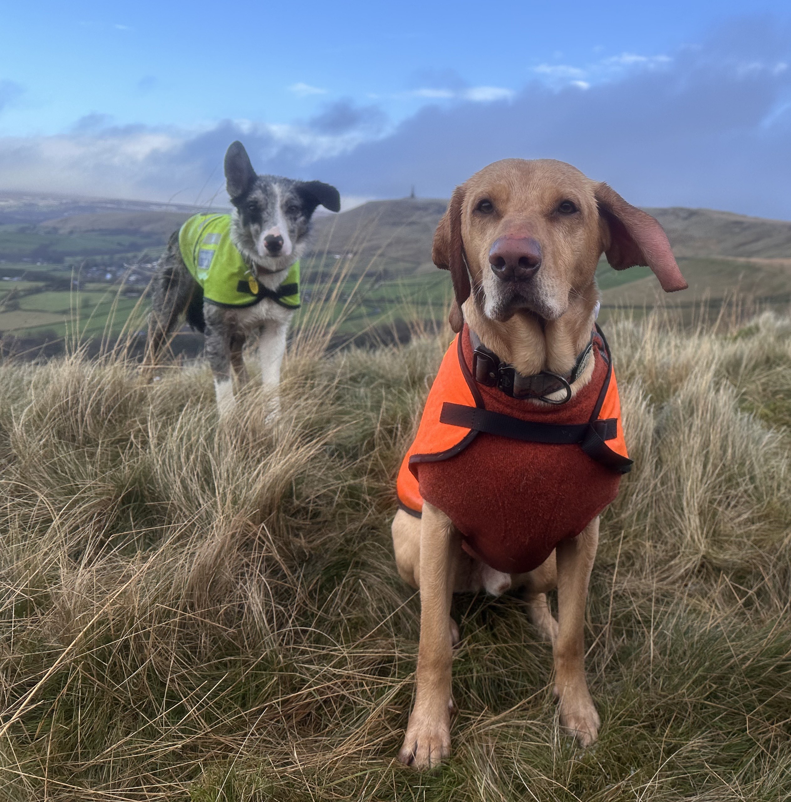 Search dogs Molly and Cooper on the Calderdale moors.