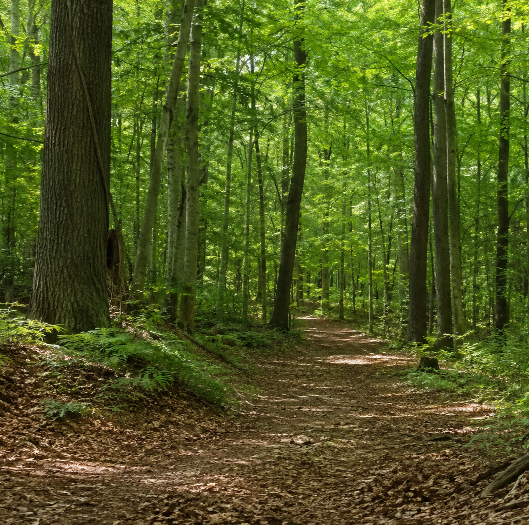 A serene forest path surrounded by tall green trees and lush foliage.